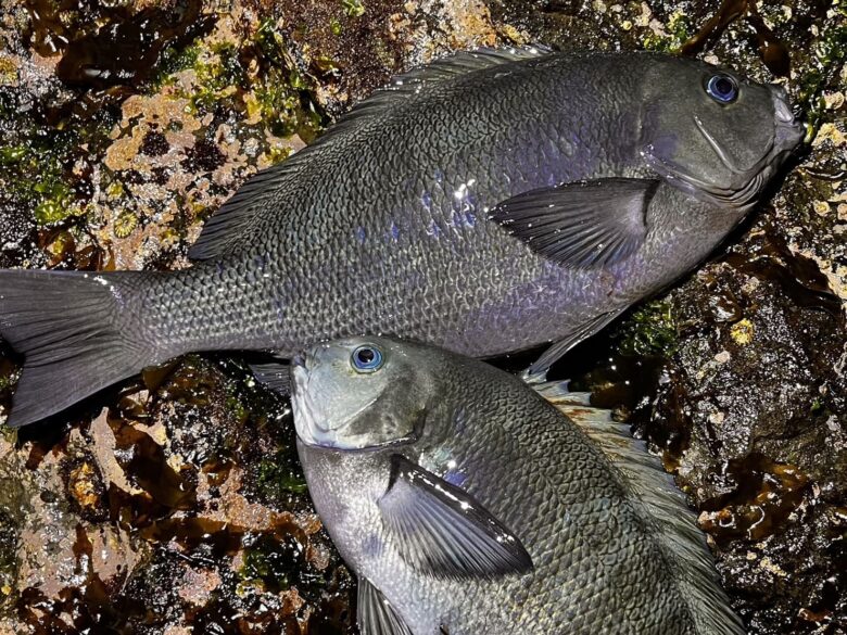 S__54837262_0 南房総で冬の一幕: 寒い日の温もり、寒グレ釣りの楽しみ