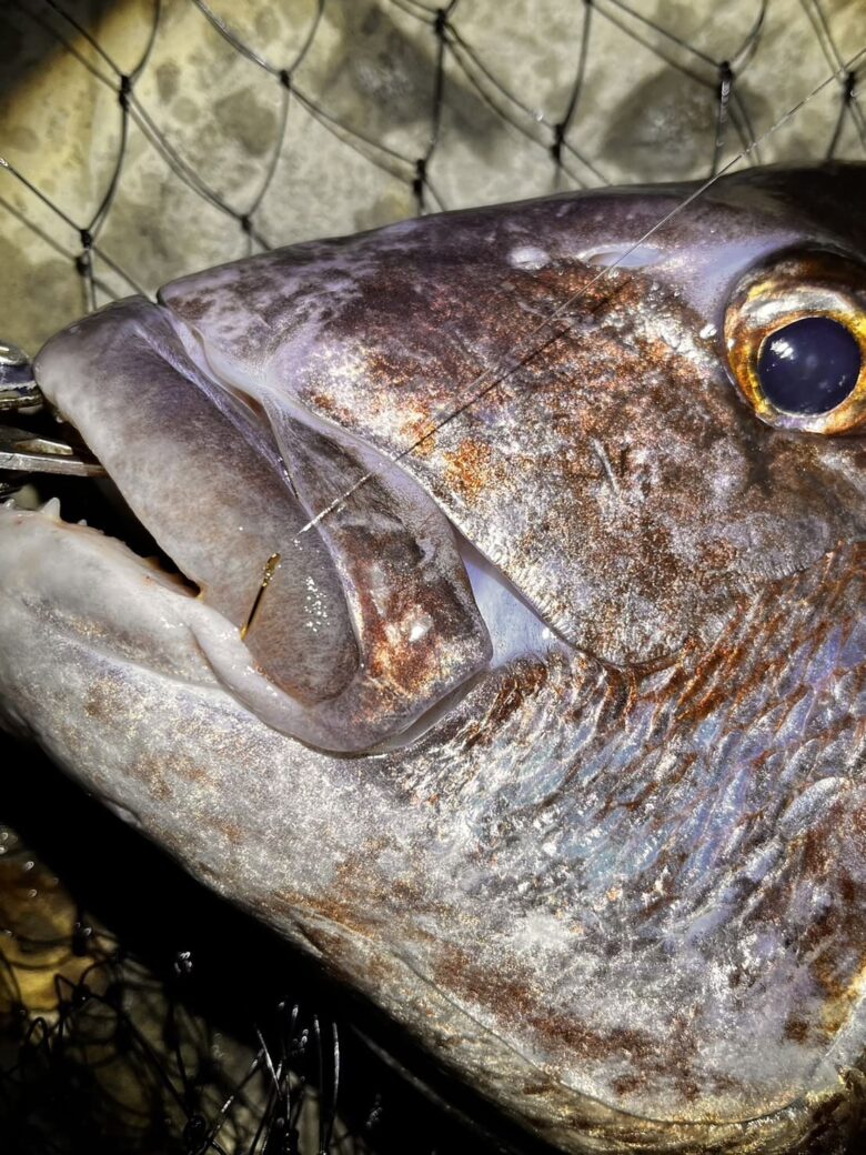 S__57884678_0 千葉県南房総～春の真鯛と産卵最盛期グレ～中島杯争奪戦