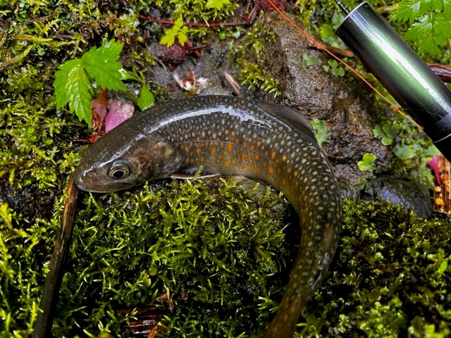 3-3 番外編:長野県渓流釣りでフカセ経験が大活躍！白馬で尺イワナを釣る