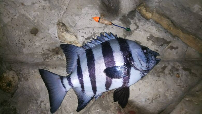 S__51896323_0-1 夜釣りのフカセ釣りで狙う大型魚テクニック大全