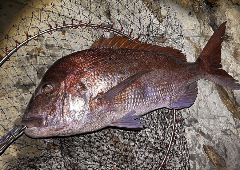 真鯛-1 夜釣りのフカセ釣りで狙う大型魚テクニック大全