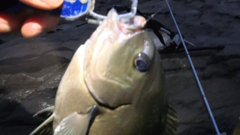 2_1.28.2 🎣【春磯】南房総の磯で尾長グレ40cmオーバーを狙うも…現実は厳しかった!|フカセ釣り実釣レポート