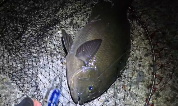43-2 【外房・春グレ】産卵期終盤の渋い状況で43cmの大物メジナをキャッチ!